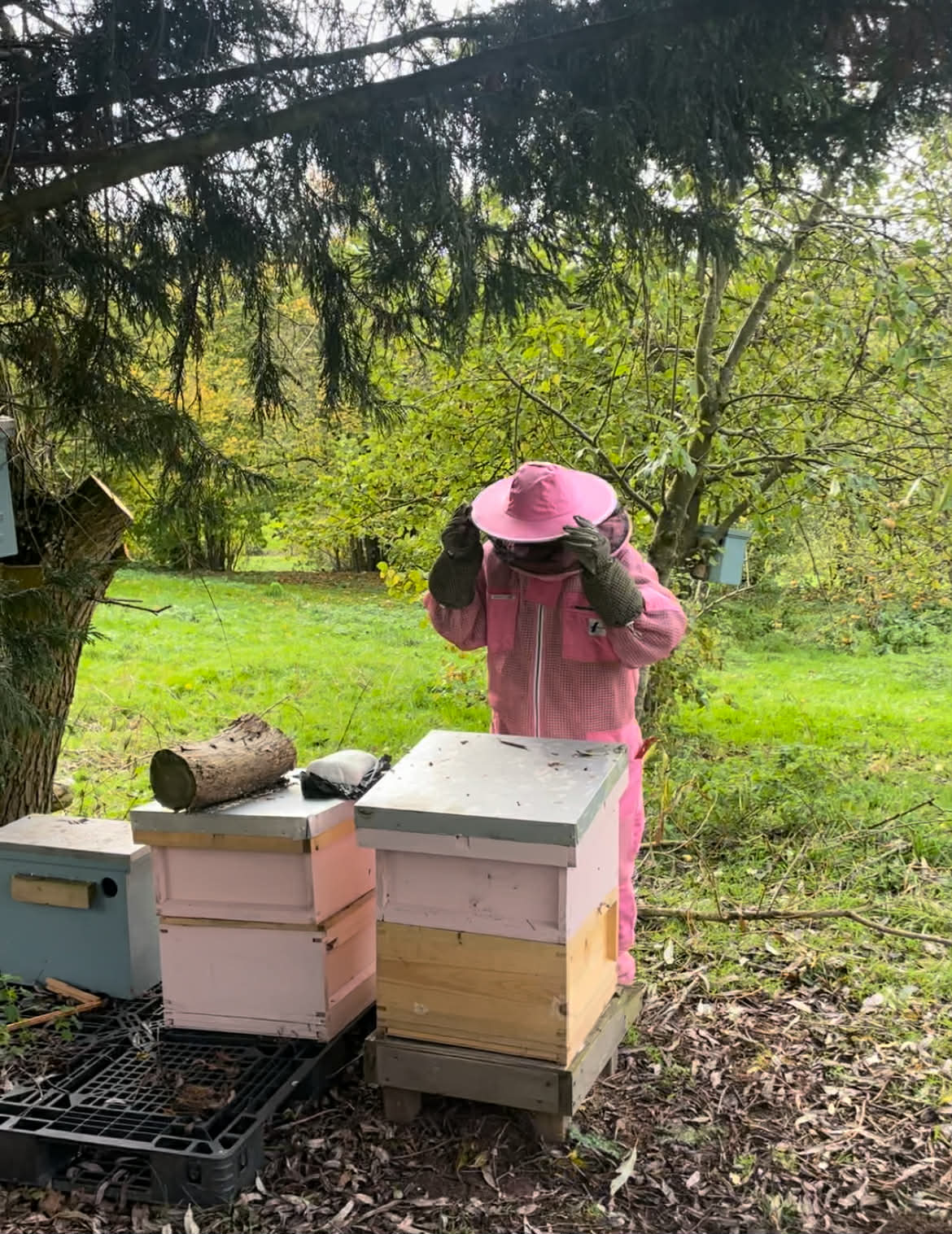 Person in Rosa Traje de apicultura tending to bee Colmenas outdoors